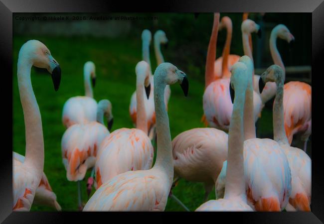 Flamingo birds Framed Print by NKH10 Photography