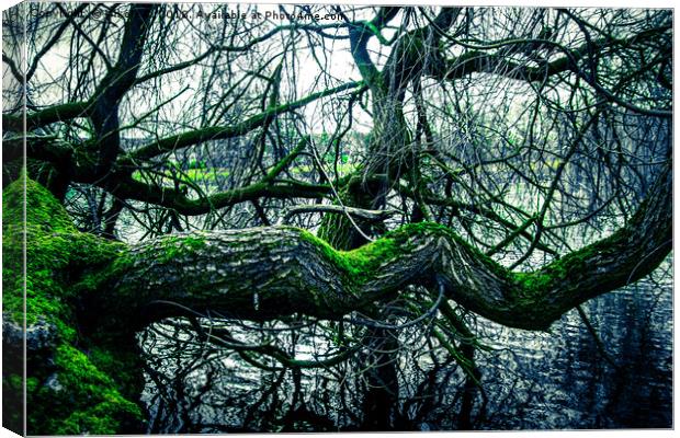Willow tree in the winter Canvas Print by NKH10 Photography