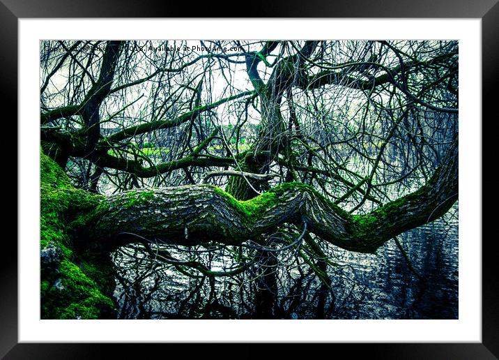 Willow tree in the winter Framed Mounted Print by NKH10 Photography