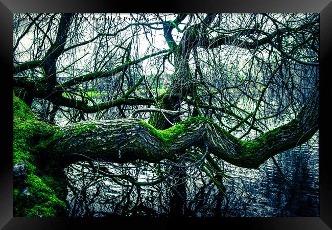 Willow tree in the winter Framed Print by NKH10 Photography