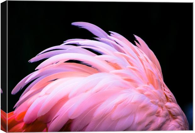 Flamingo Feathers Canvas Print by NKH10 Photography