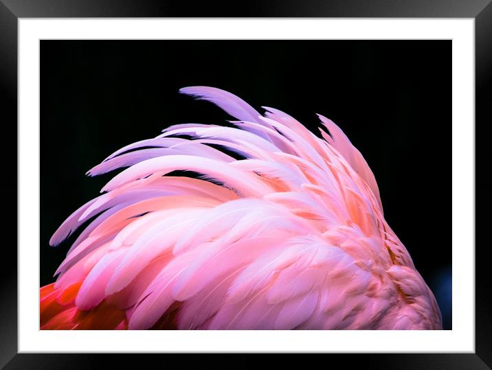 Flamingo Feathers Framed Mounted Print by NKH10 Photography
