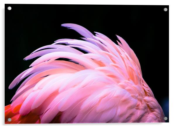 Flamingo Feathers Acrylic by NKH10 Photography