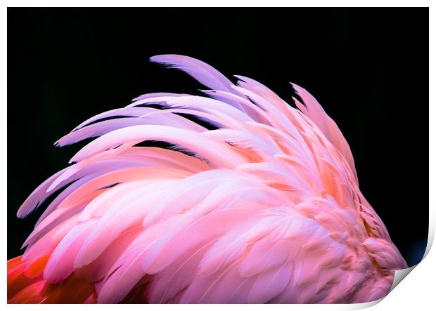 Flamingo Feathers Print by NKH10 Photography
