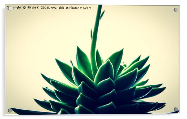 Houseleek plant Acrylic by NKH10 Photography