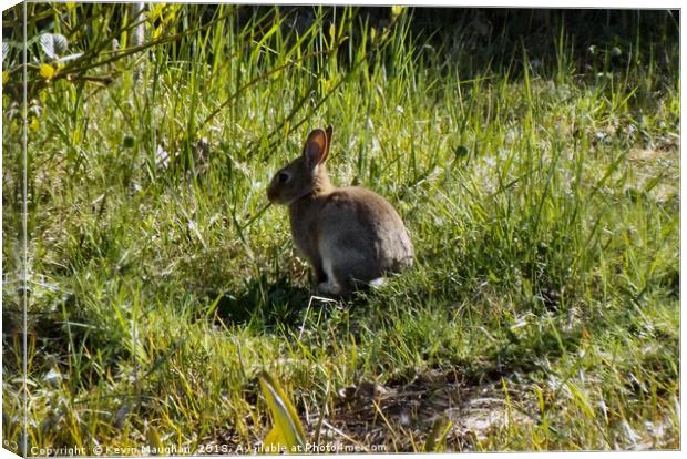 Wild Rabbit Canvas Print by Kevin Maughan