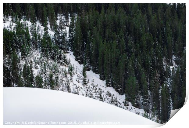 Fir forest and pile of snow Print by Daniela Simona Temneanu