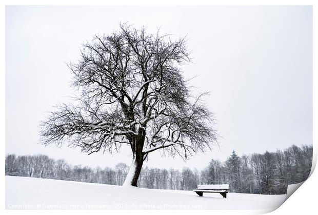 Leafless tree and a bench covered in snow Print by Daniela Simona Temneanu