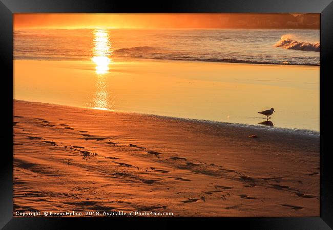 Bird wading in the sea at sunset  Framed Print by Kevin Hellon