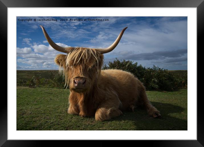 Rugged Highland Cow Framed Mounted Print by rawshutterbug 
