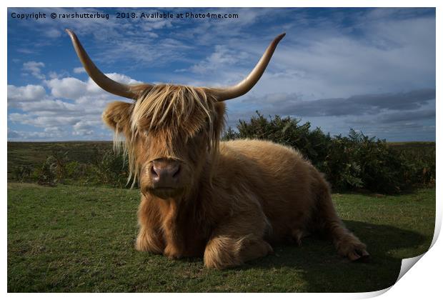 Rugged Highland Cow Print by rawshutterbug 