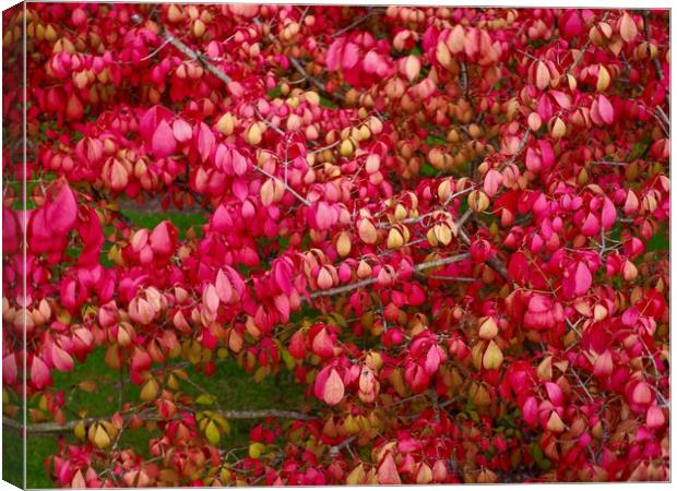 Spindle Tree  Canvas Print by Victor Burnside