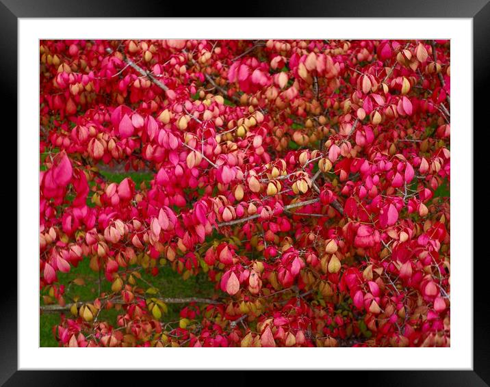 Spindle Tree  Framed Mounted Print by Victor Burnside