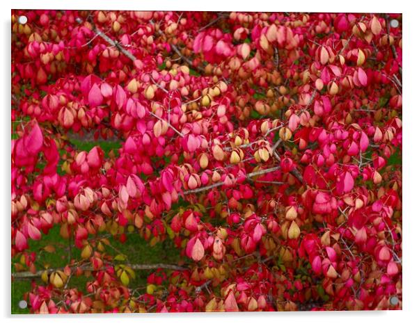 Spindle Tree  Acrylic by Victor Burnside