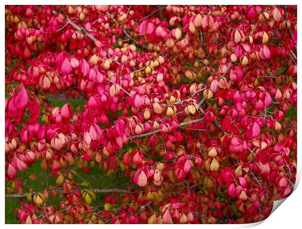 Spindle Tree  Print by Victor Burnside