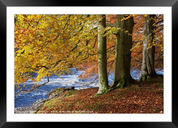 Autumn Beech Trees,  Teesdale County Durham UK Framed Mounted Print by David Forster