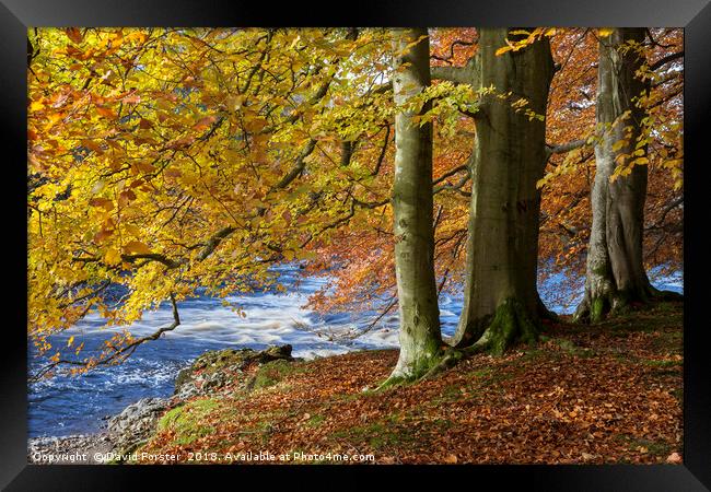 Autumn Beech Trees,  Teesdale County Durham UK Framed Print by David Forster