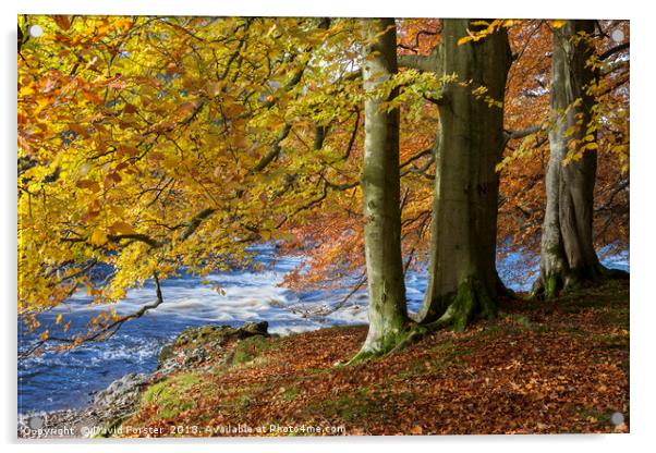Autumn Beech Trees,  Teesdale County Durham UK Acrylic by David Forster