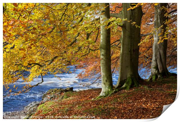Autumn Beech Trees,  Teesdale County Durham UK Print by David Forster