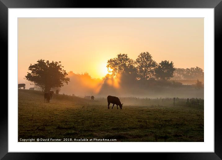 Misty Meadow Sunrise Framed Mounted Print by David Forster