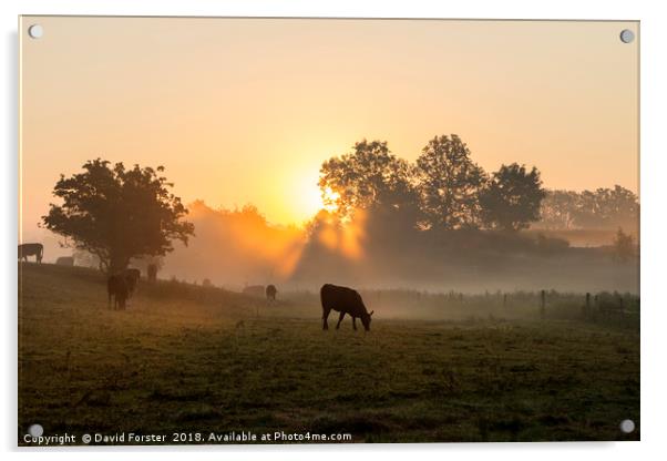 Misty Meadow Sunrise Acrylic by David Forster