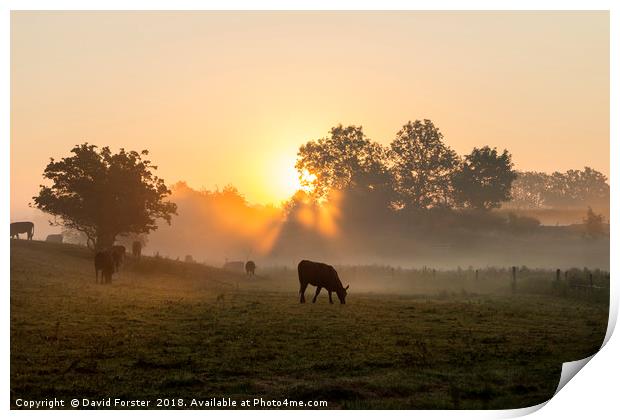 Misty Meadow Sunrise Print by David Forster