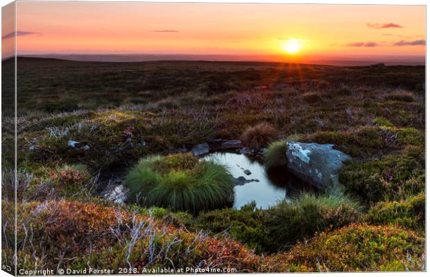 Beautiful North Pennine Sunrise Canvas Print by David Forster