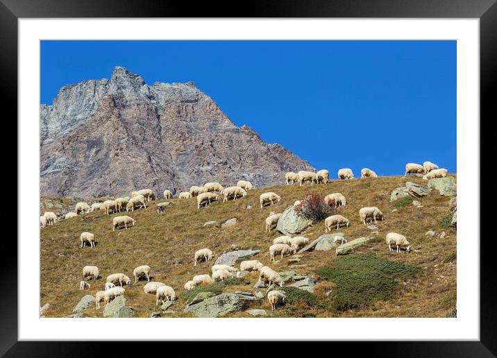 Harmlessly passing your time in the grassland away Framed Mounted Print by Paolo Seimandi