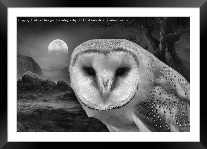 Barn owl at night Framed Mounted Print by Derrick Fox Lomax