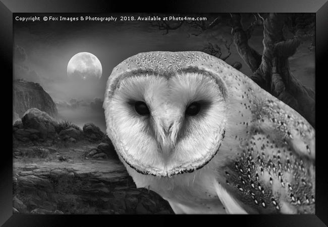 Barn owl at night Framed Print by Derrick Fox Lomax