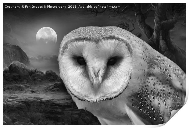 Barn owl at night Print by Derrick Fox Lomax