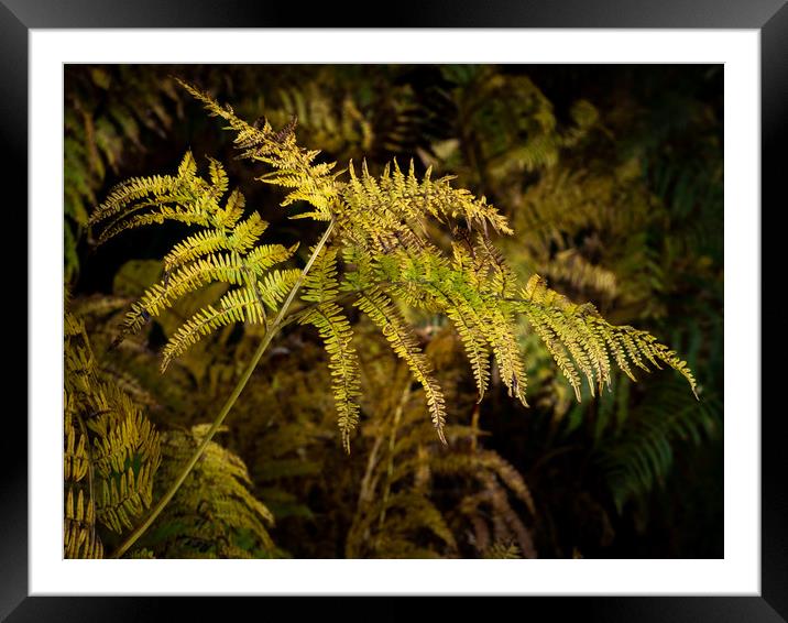Wild Bracken Changing Colour. (Pteridium aquilinum Framed Mounted Print by George Robertson