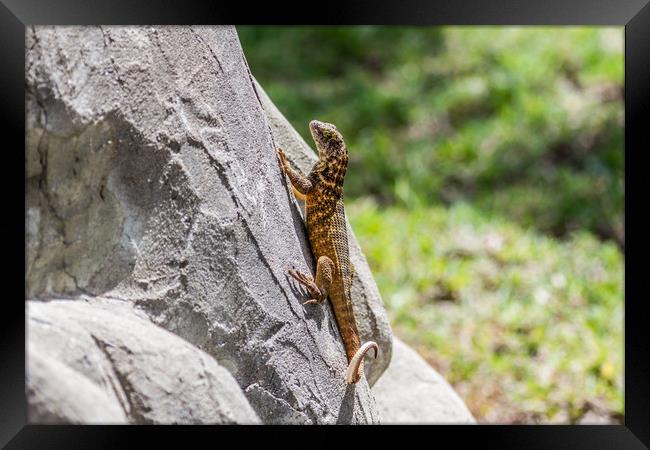 Cuban Northern Curly-Tailed Lizard Framed Print by Paul Smith