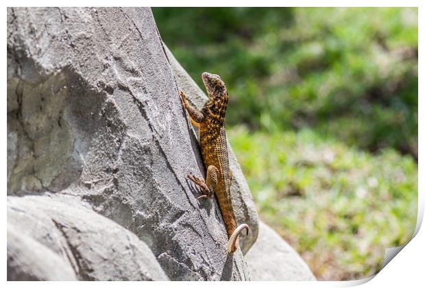 Cuban Northern Curly-Tailed Lizard Print by Paul Smith