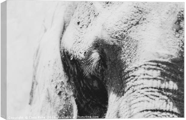 African Elephant (Loxodonta africana) portrait Canvas Print by Chris Rabe