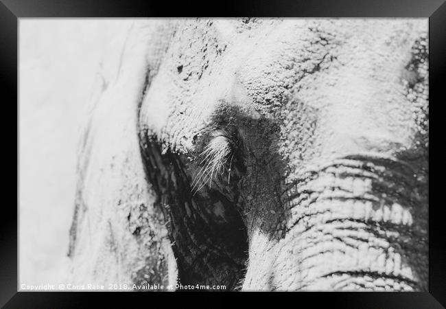 African Elephant (Loxodonta africana) portrait Framed Print by Chris Rabe