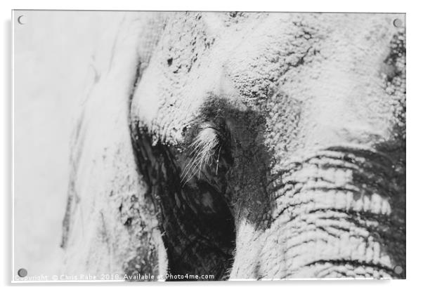 African Elephant (Loxodonta africana) portrait Acrylic by Chris Rabe