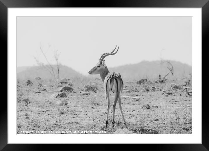 Impala (Aepyceros melampus) Framed Mounted Print by Chris Rabe