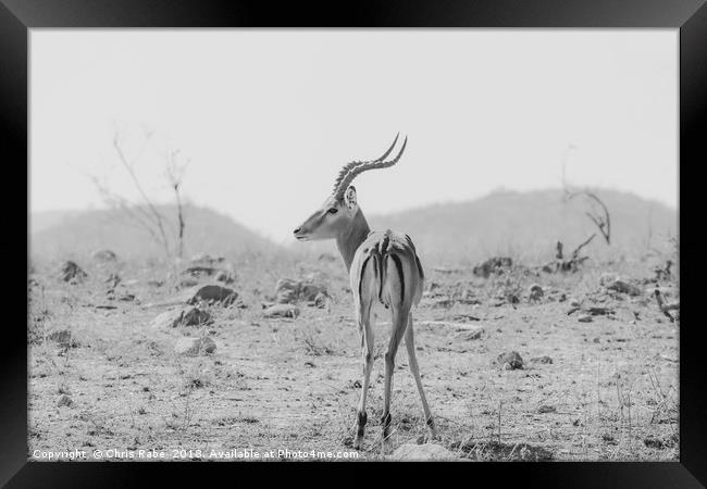 Impala (Aepyceros melampus) Framed Print by Chris Rabe