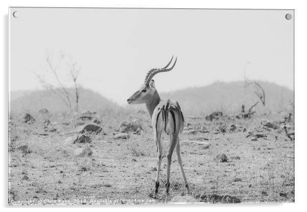 Impala (Aepyceros melampus) Acrylic by Chris Rabe