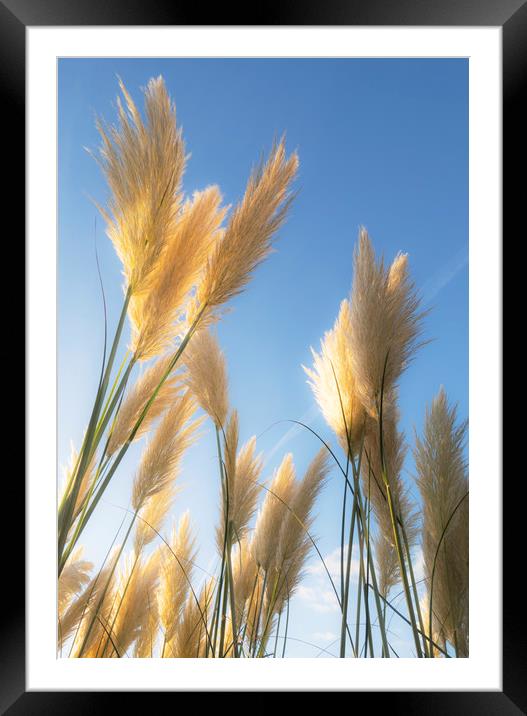 Autumn Pampas Grass Framed Mounted Print by Clive Eariss
