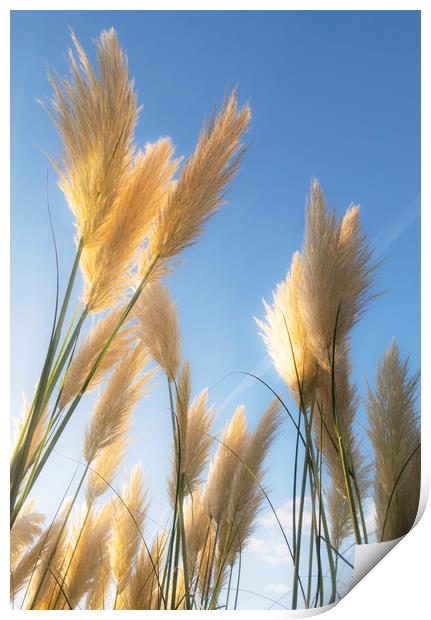 Autumn Pampas Grass Print by Clive Eariss