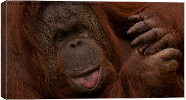 Orangutan Close-Up                                Canvas Print by rawshutterbug 
