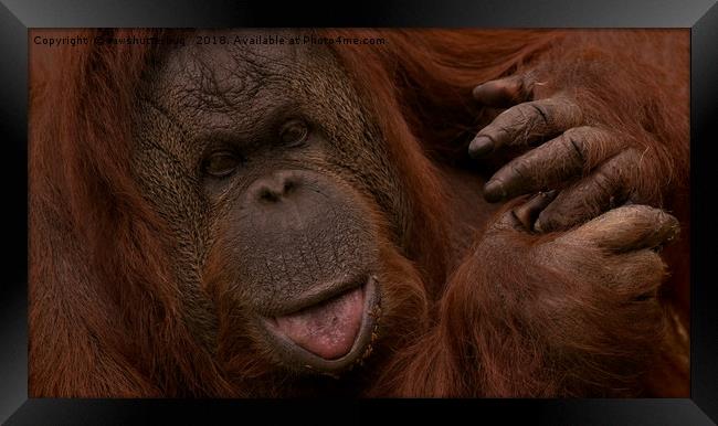 Orangutan Close-Up                                Framed Print by rawshutterbug 