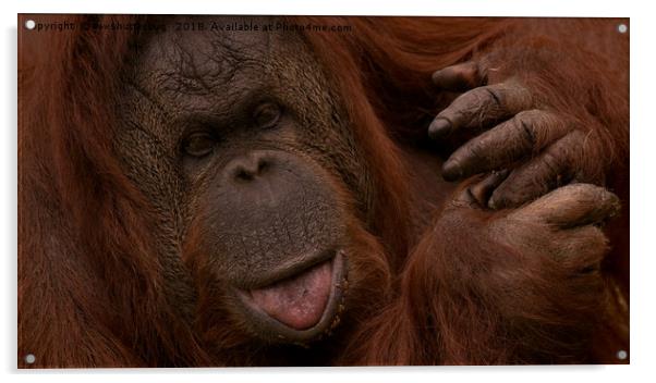Orangutan Close-Up                                Acrylic by rawshutterbug 