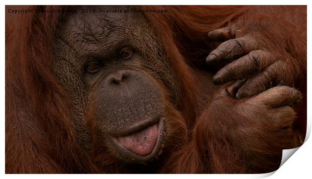 Orangutan Close-Up                                Print by rawshutterbug 