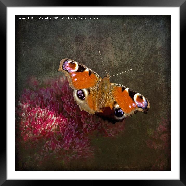 Peacock Butterfly Framed Mounted Print by LIZ Alderdice