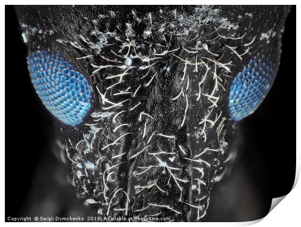 Weevil beetle under microscope Print by Sergii Dymchenko
