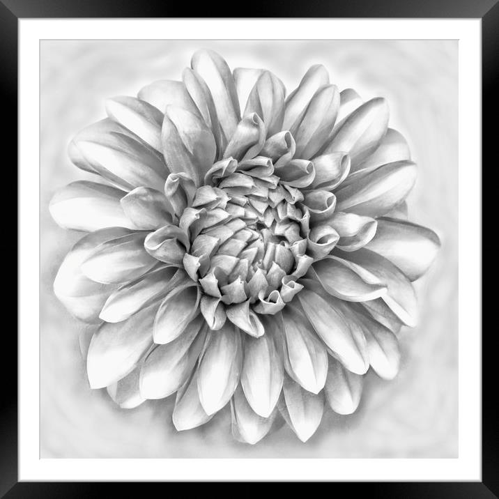 Dahlia flower in pencil Framed Mounted Print by JC studios LRPS ARPS