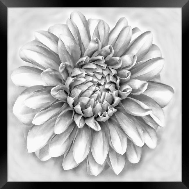 Dahlia flower in pencil Framed Print by JC studios LRPS ARPS